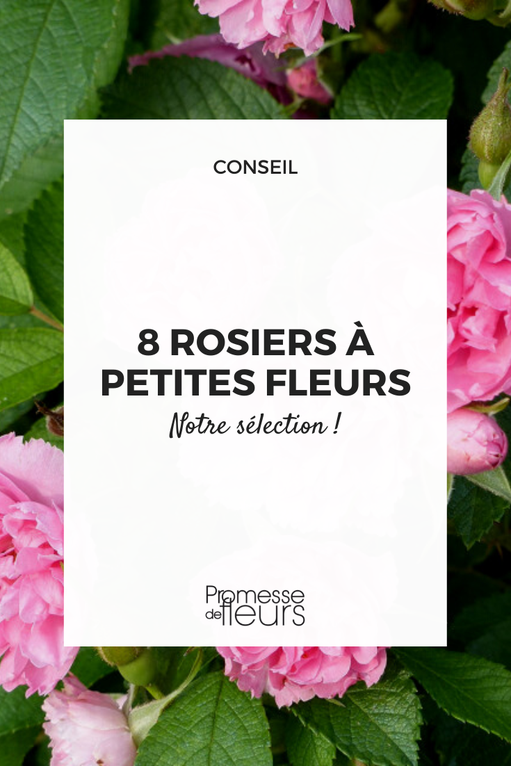 Sélection de rosiers à petites fleurs