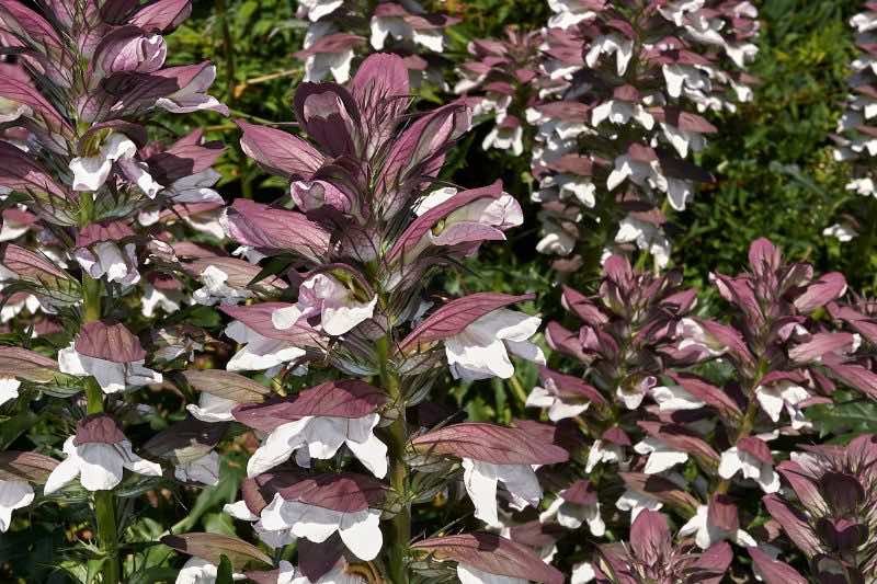 Récolter et semer des graines de fleurs sauvages