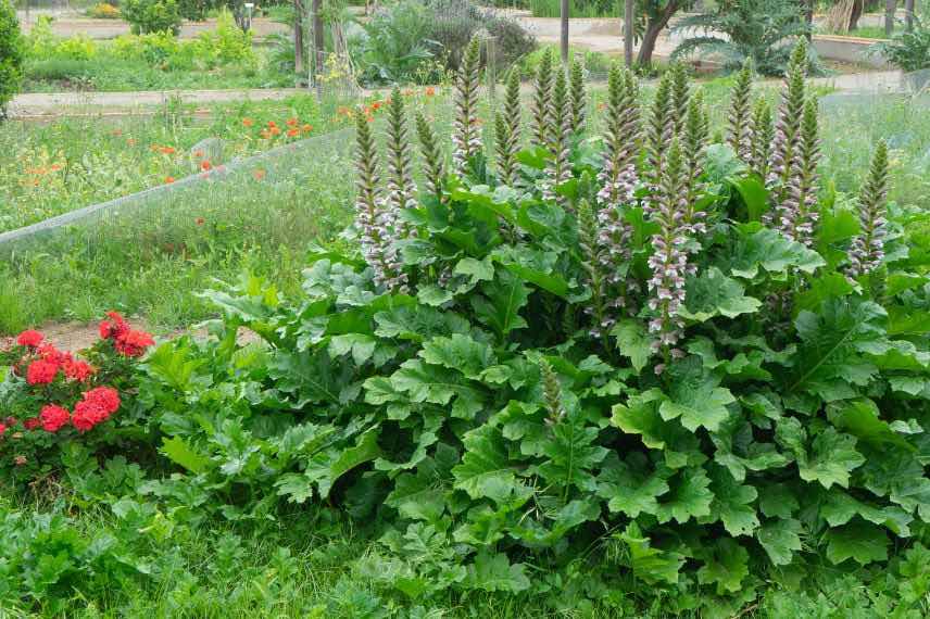 Acanthus mollis