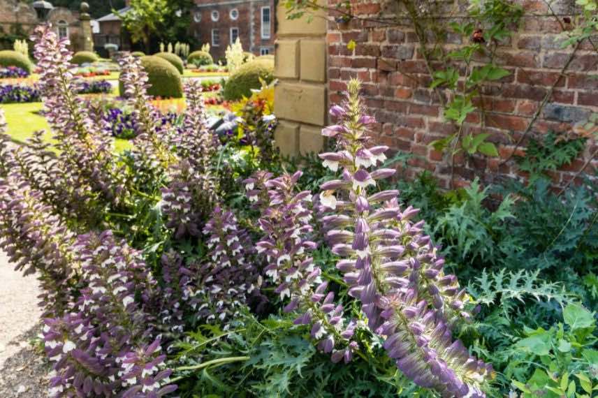 Acanthus spinosus