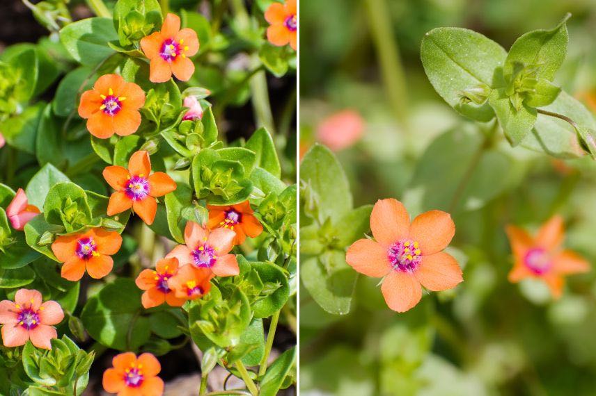 Anagallis arvensis