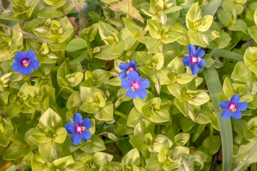 Anagallis monelli