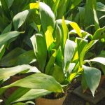 Aspidistra : culture, entretien