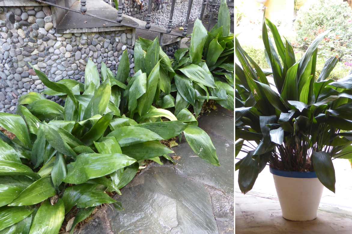 Aspidistra culture entretien, plante de fer, langue de belle mere, plante ombre seche