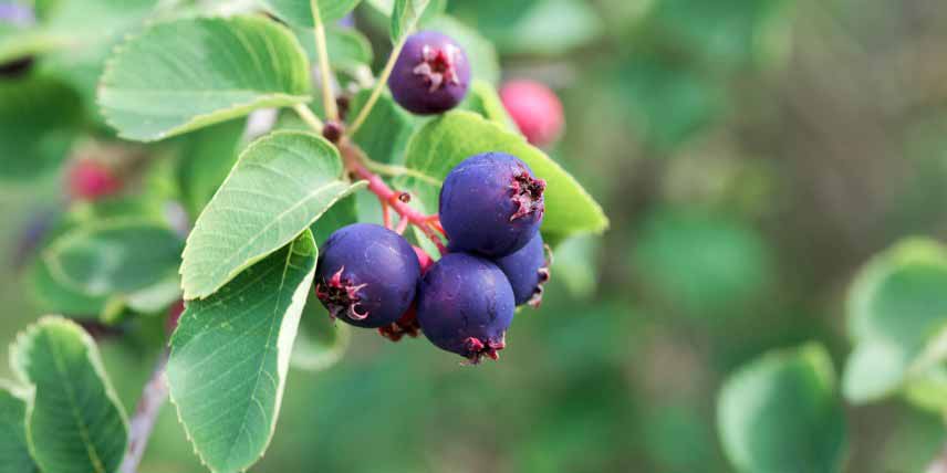 Baies comestibles méconnues : les fruits de l'amélanchier