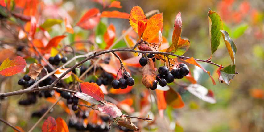 Baies comestibles méconnues : les baies de l'Aronia