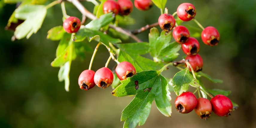 Baies comestibles méconnues : les cénelles, fruits de l'aubépine