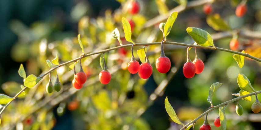 Baies comestibles méconnues : les baies de goji