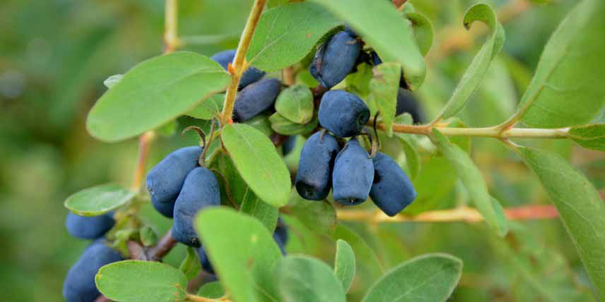 Baies comestibles méconnues : les baies de mai, fruits du camerisier