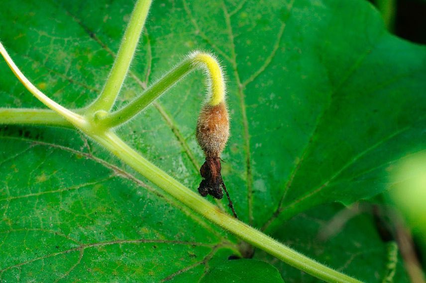 Botrytis courgette