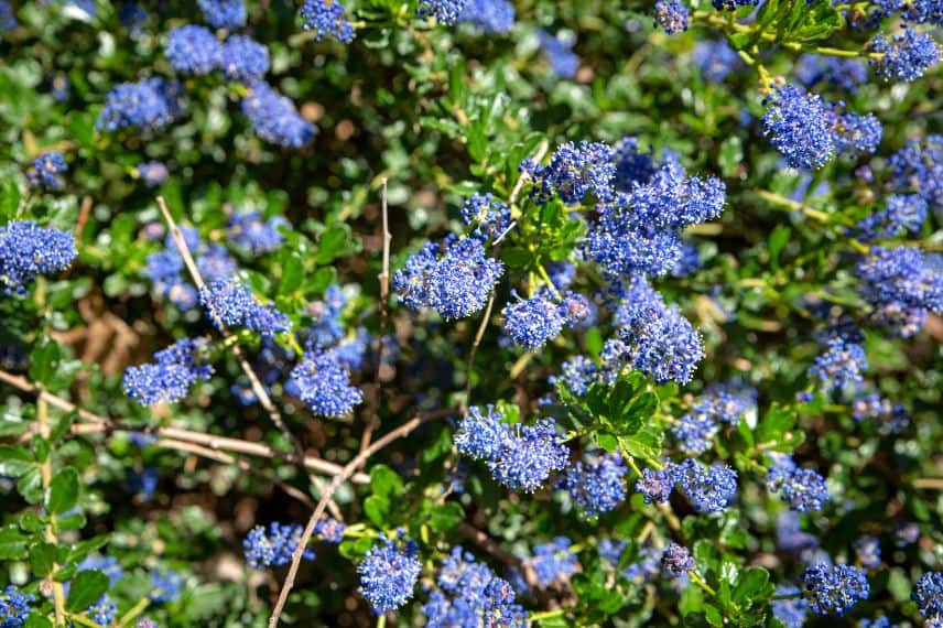 Céanothe Blue Sapphire