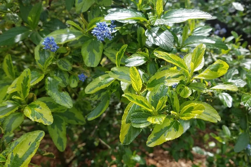 Ceanothus a feuillage décoratif