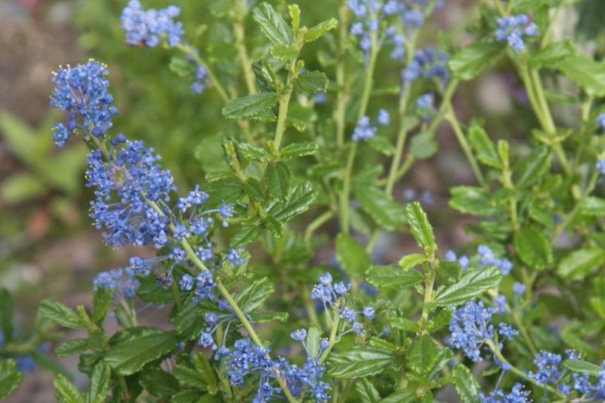 lilas de californie