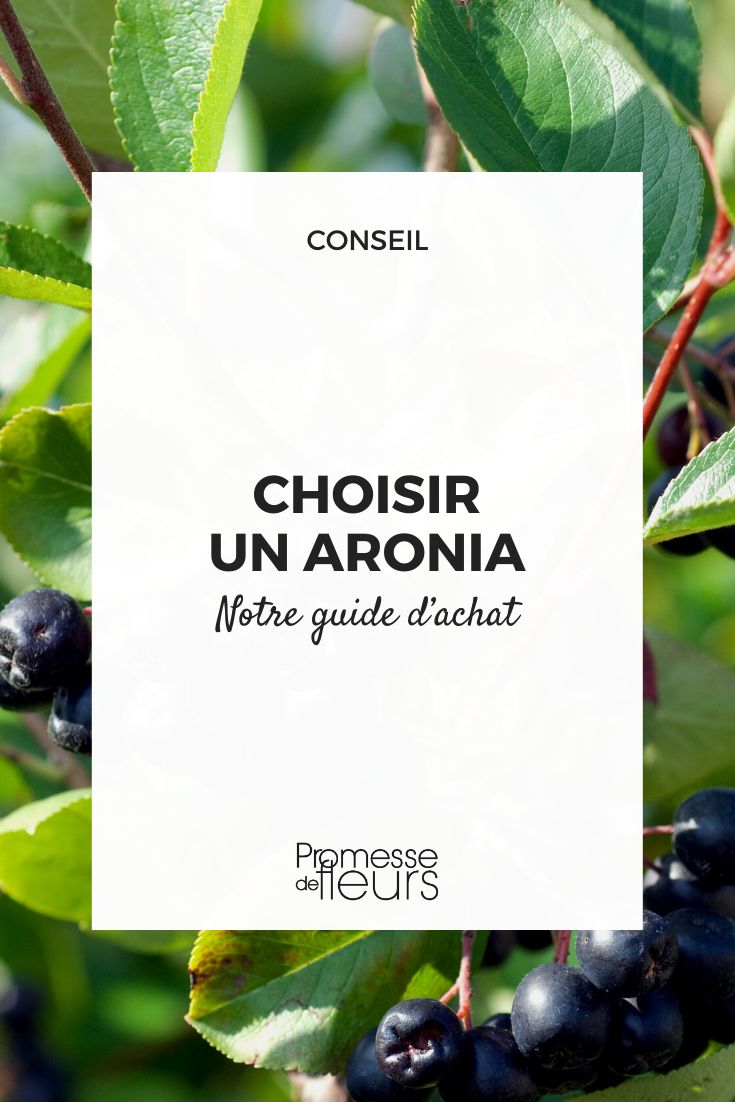Aronia guide d'achat