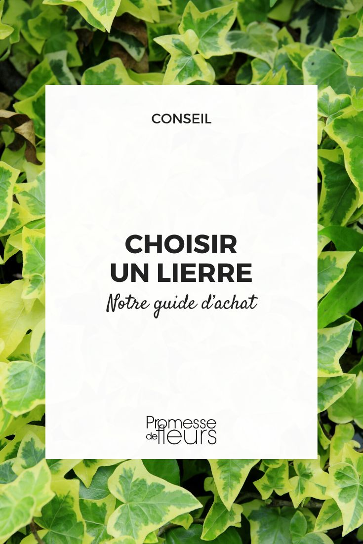 hedera guide d'achat