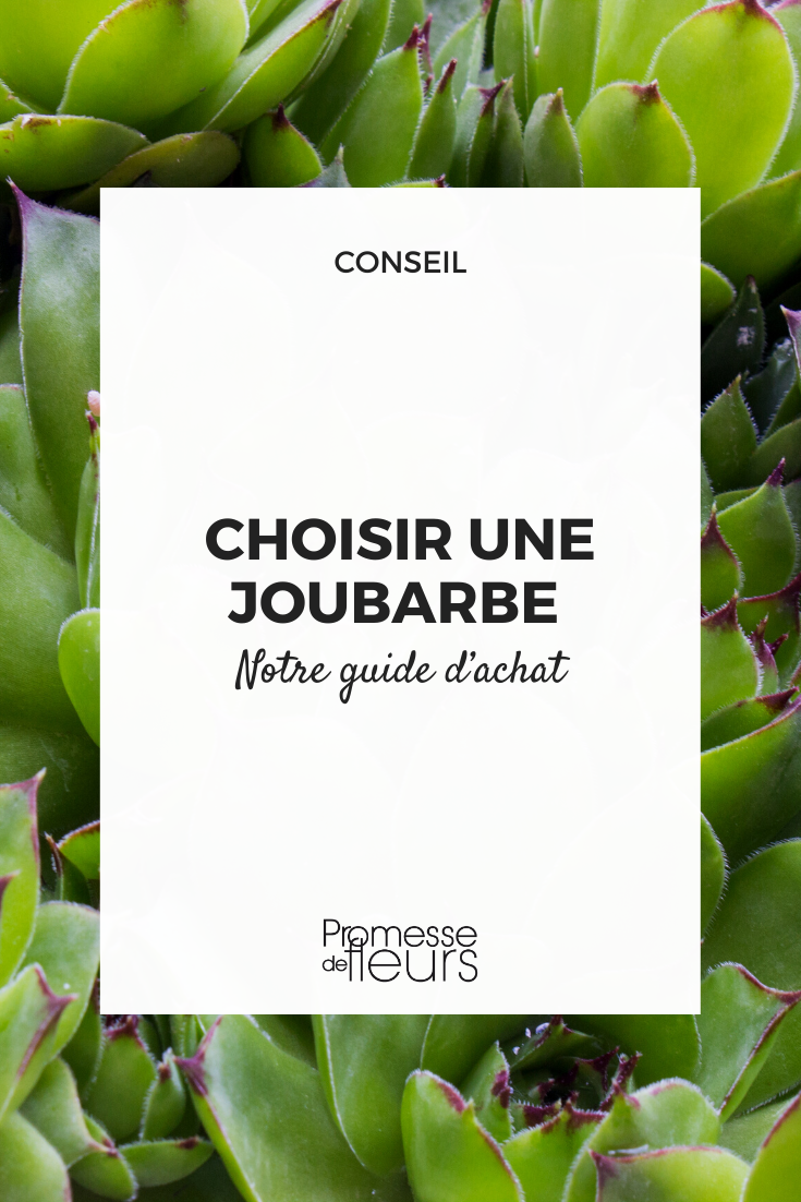 guide achat joubarbe sempervivum