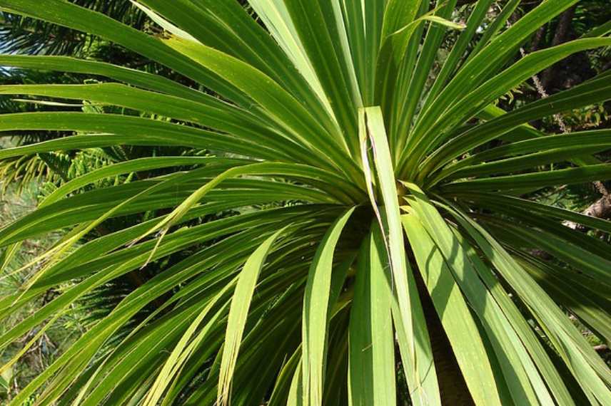 cultiver une cordyline en pot, cordyline potée, cordyline sur terrasse ou balcon