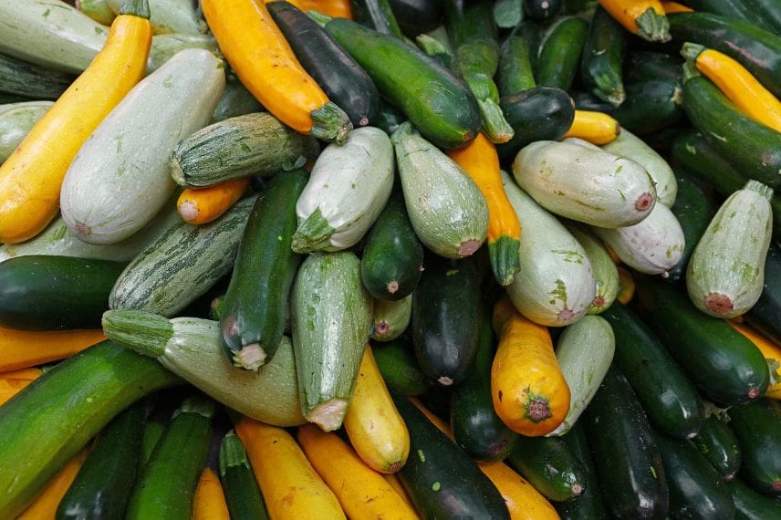 Courgette critère choix