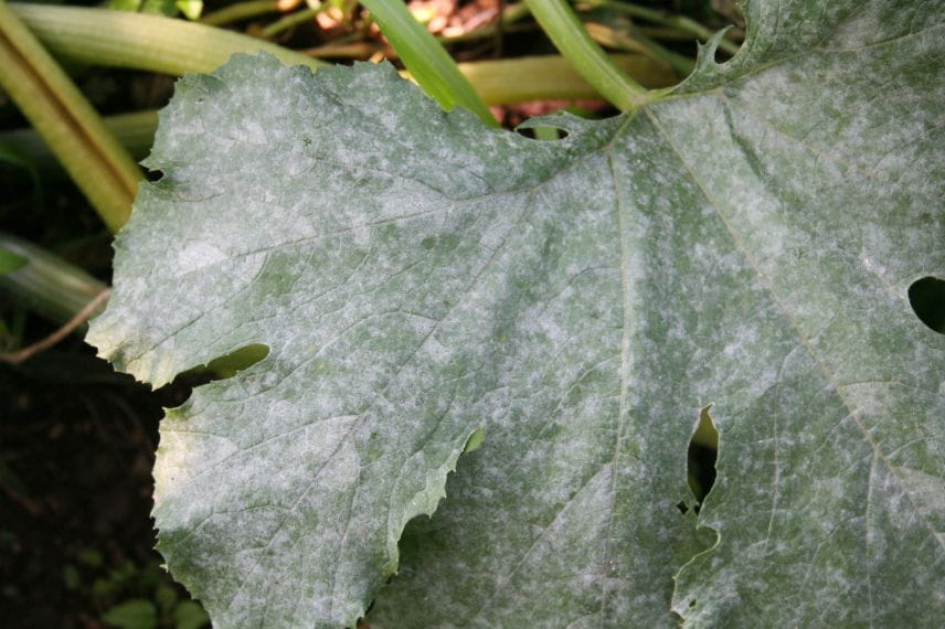 Courgette critère choix