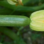 Comment choisir ses courgettes