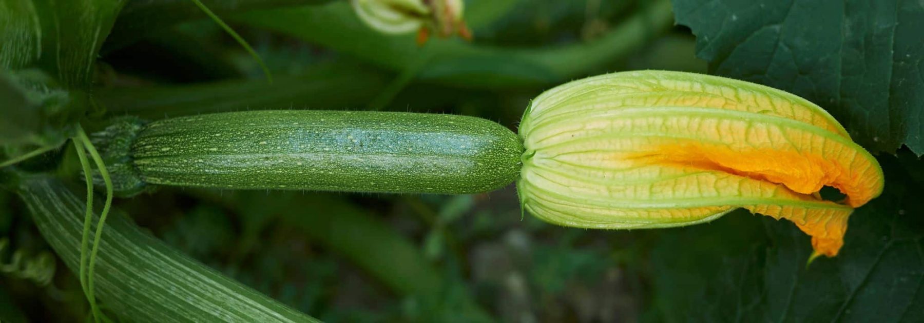 Comment choisir ses courgettes