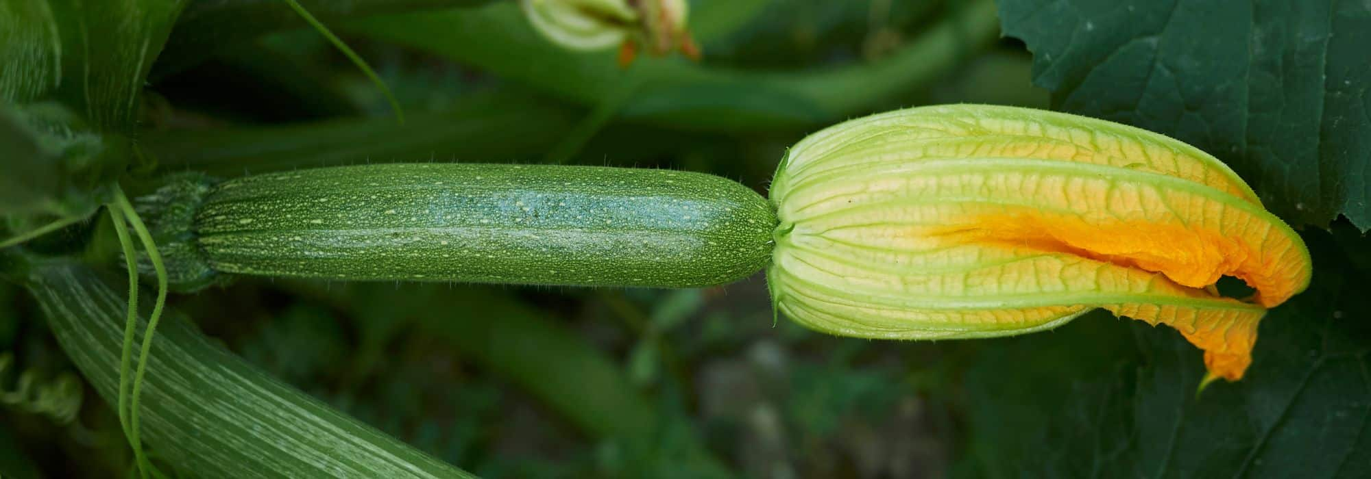 Choisir ses courgettes au potager - Promesse de Fleurs