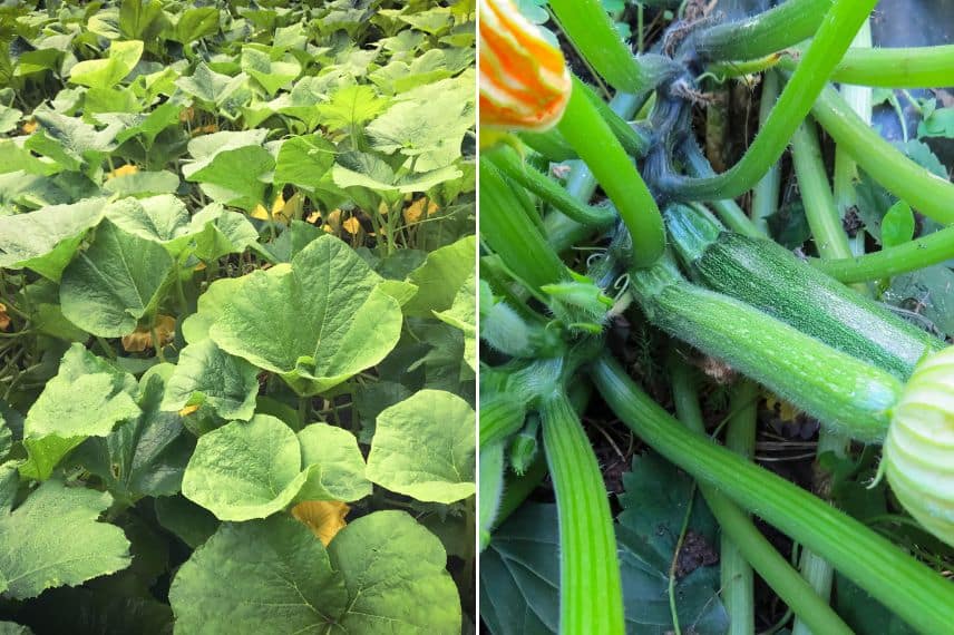 Choisir ses courgettes au potager - Promesse de Fleurs