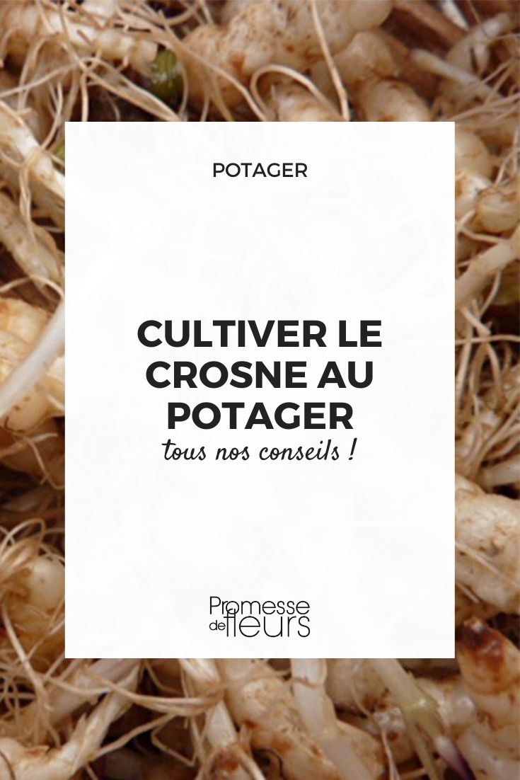 culture des crosnes