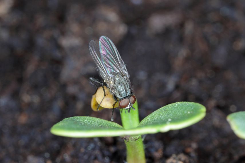 mouche du navet