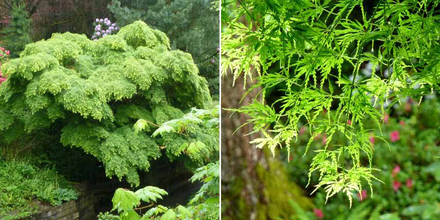 Erables du Japon à feuilles vertes : les plus belles variétés