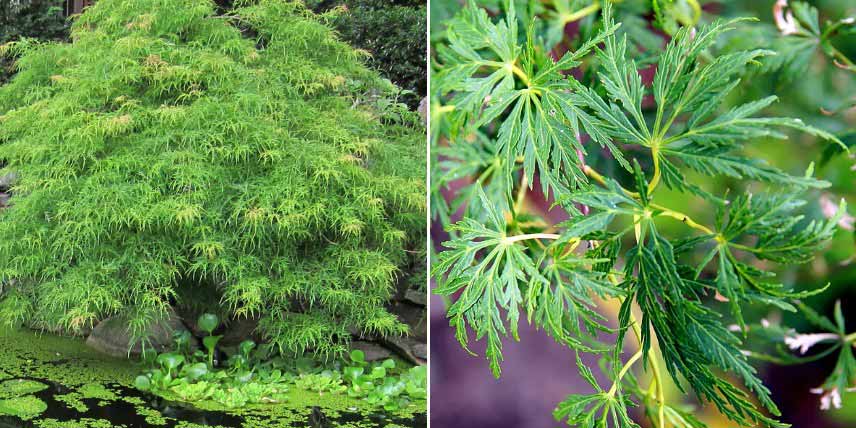 Erables du Japon à feuilles vertes : les plus belles variétés