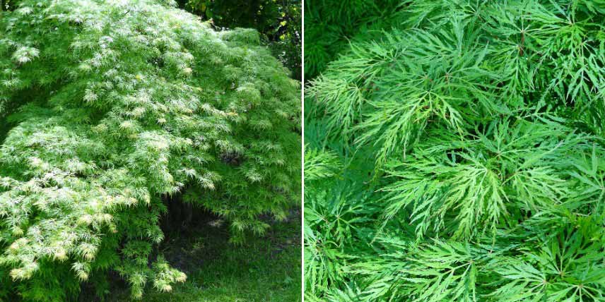 Erables du Japon à feuilles vertes : les plus belles variétés