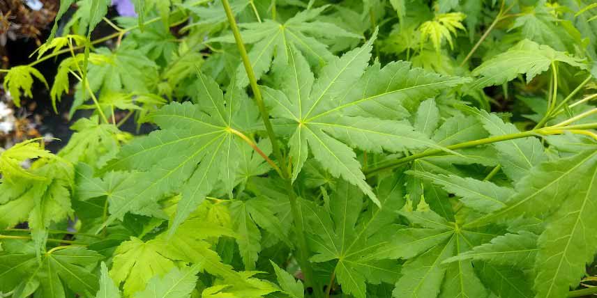 Erables du Japon à feuilles vertes : les plus belles variétés