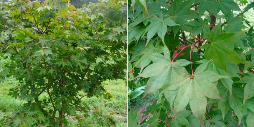 Erables du Japon à feuilles vertes : les plus belles variétés