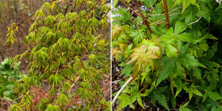 Erables du Japon à feuilles vertes : les plus belles variétés