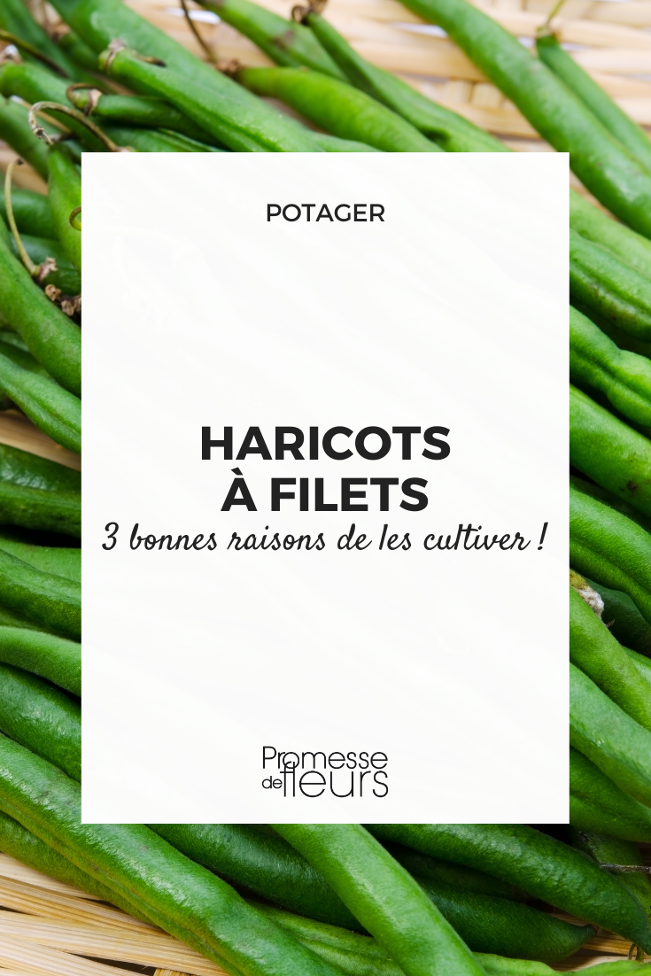 haricots potager