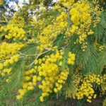 Plante invasive... Faut-il avoir peur du mimosa ?