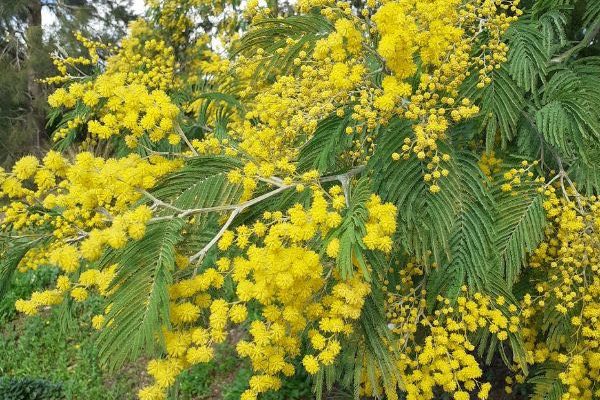 Plante invasive... Faut-il avoir peur du mimosa ?