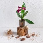 Comment rempoter une orchidée ?