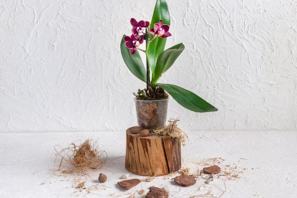 Comment rempoter une orchidée ?
