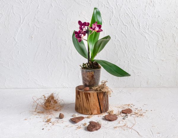 Comment rempoter une orchidée ?