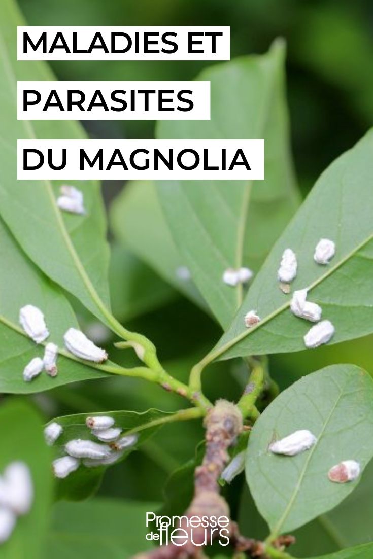 cochenilles magnolia