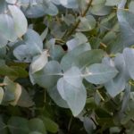 Maladies et parasites de l'Eucalyptus