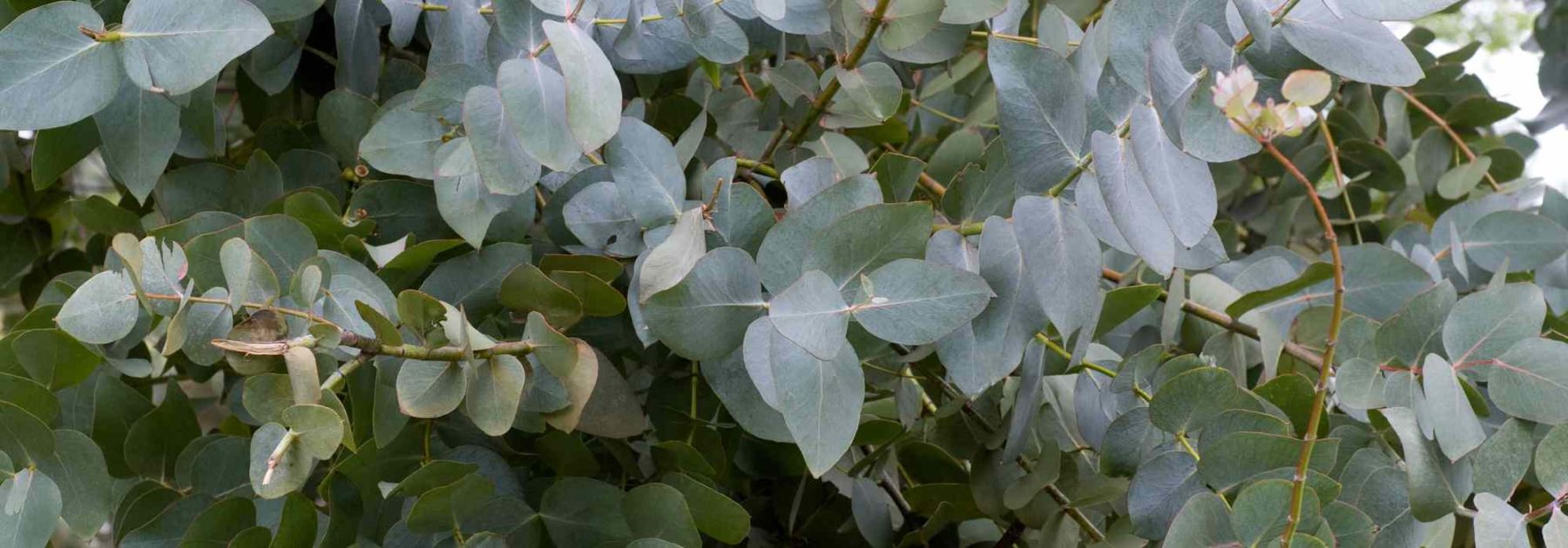 Maladies et parasites de l'Eucalyptus