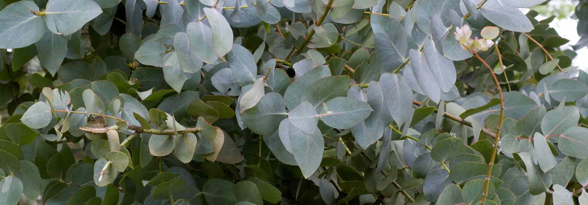 Feuilles d'eucalyptus, Herbes