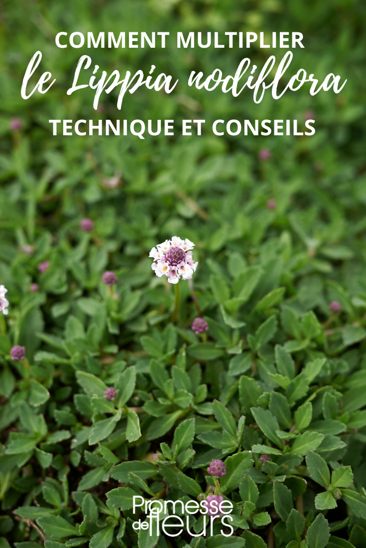 bouturer et marcotter le lippia ou phyla nodiflora