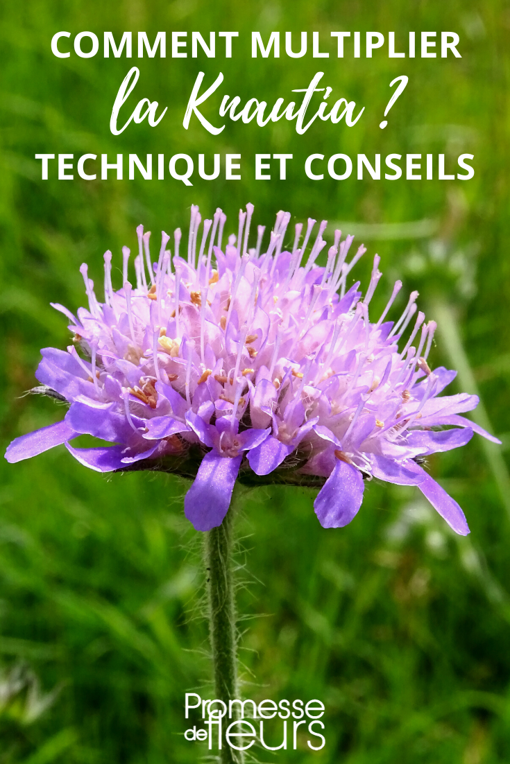 Knautia bouturer semer