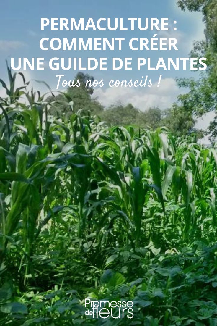 compagnonnage végétal permaculture