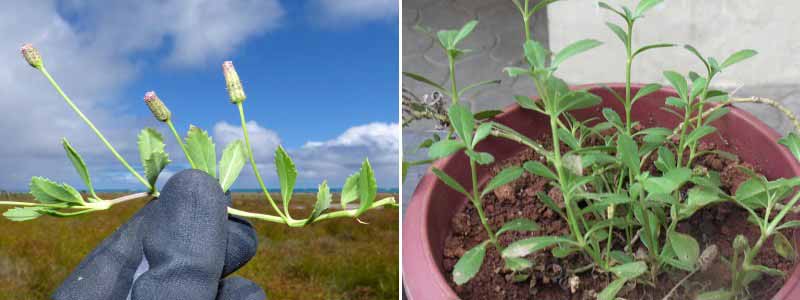 Comment bouturer le Lippia ou Phyla nodiflora