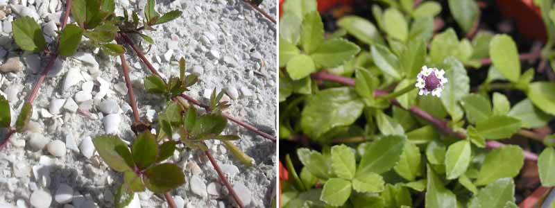 Comment marcotter le Lippia ou Phyla nodiflora